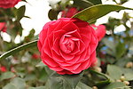 红茶花