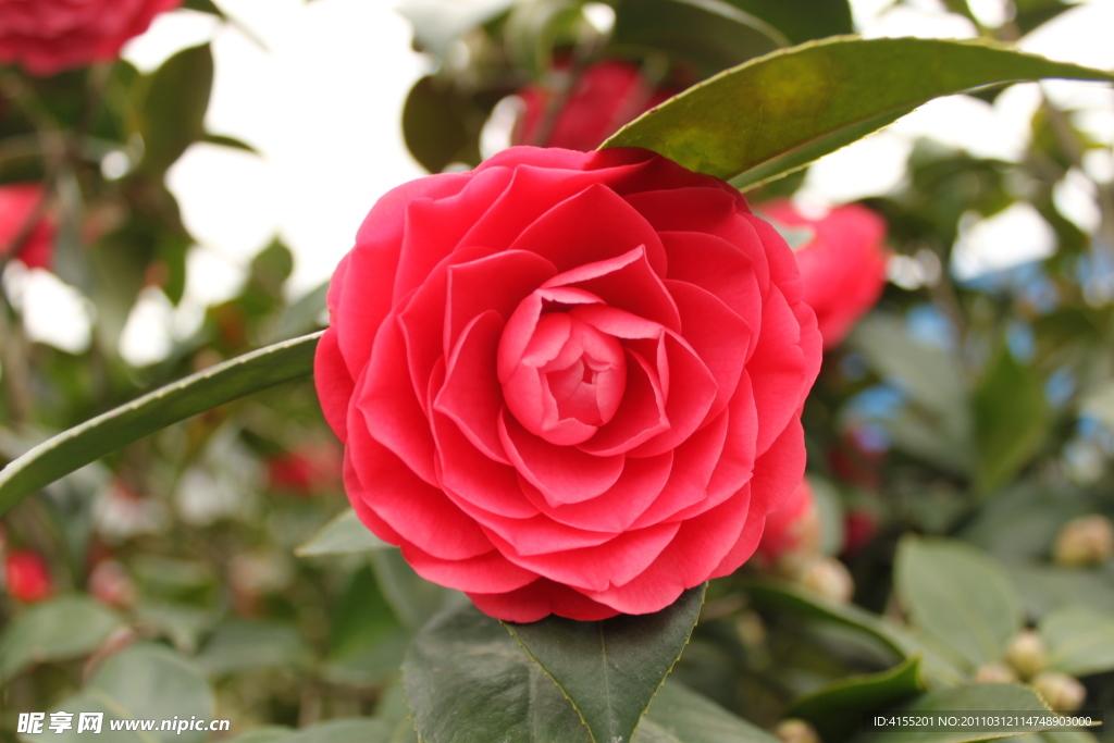 红茶花