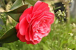 茶花