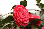 山茶花