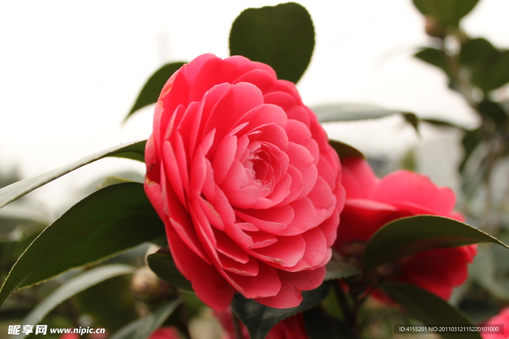 山茶花