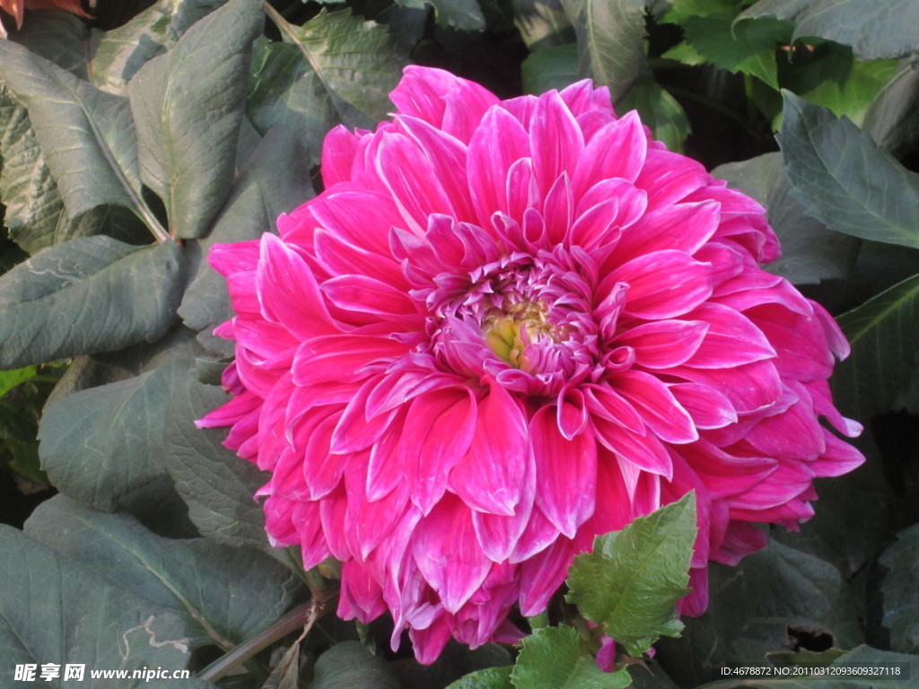 菊花