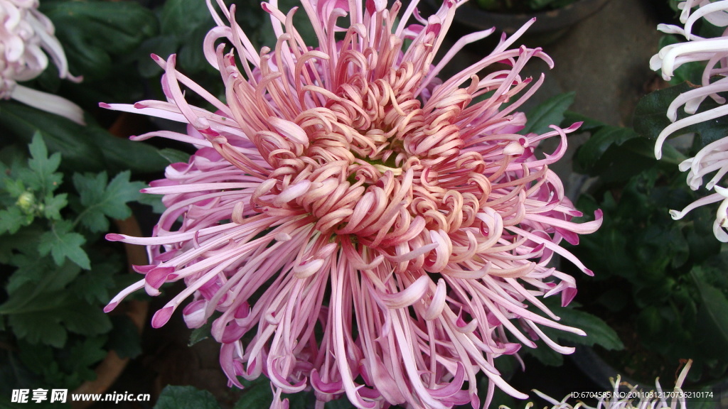 菊花