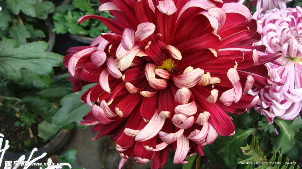菊花