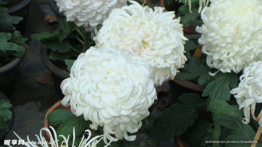 菊花