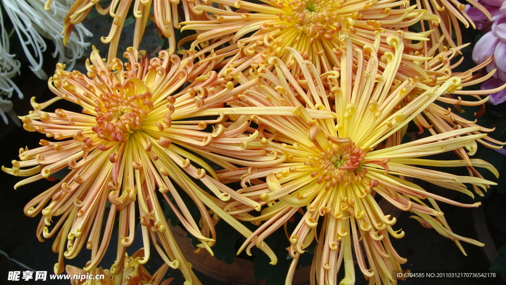 菊花