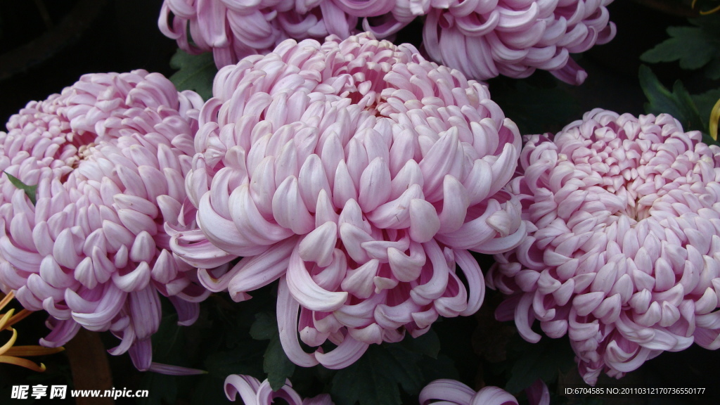 菊花