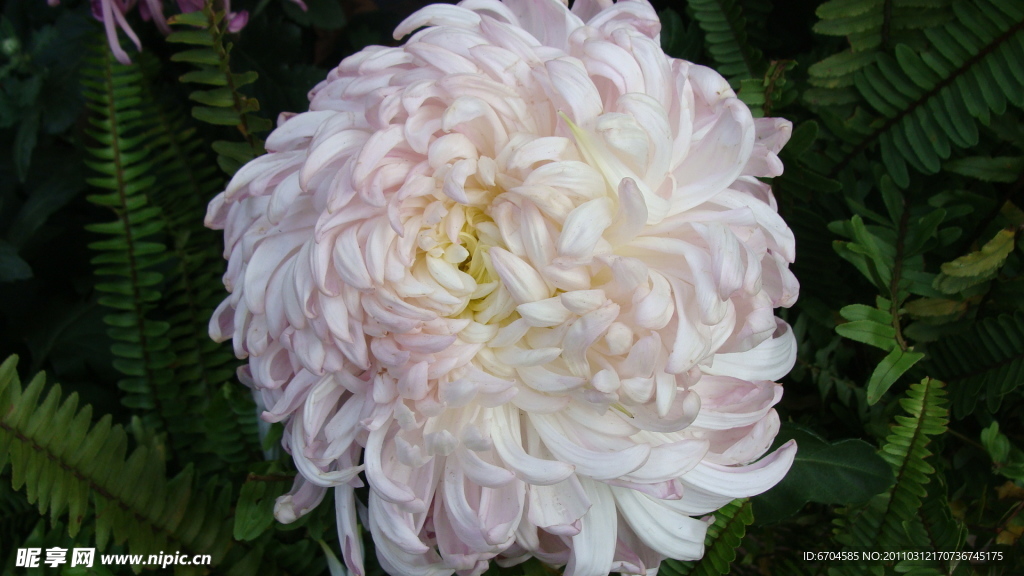 菊花