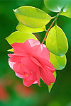 红茶花