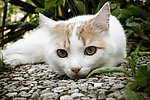 猫咪