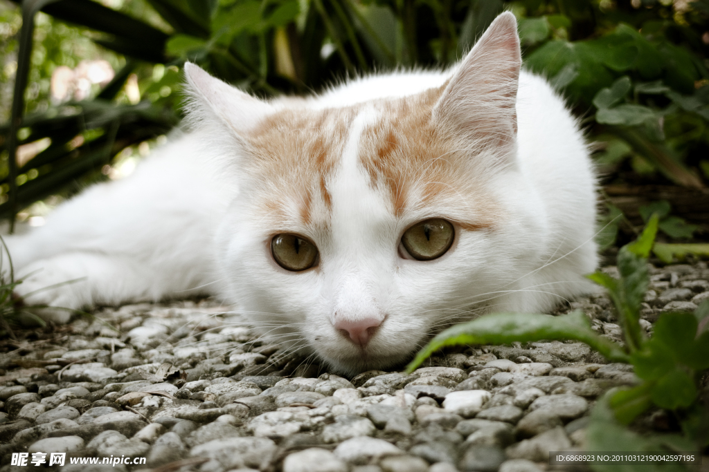 猫咪