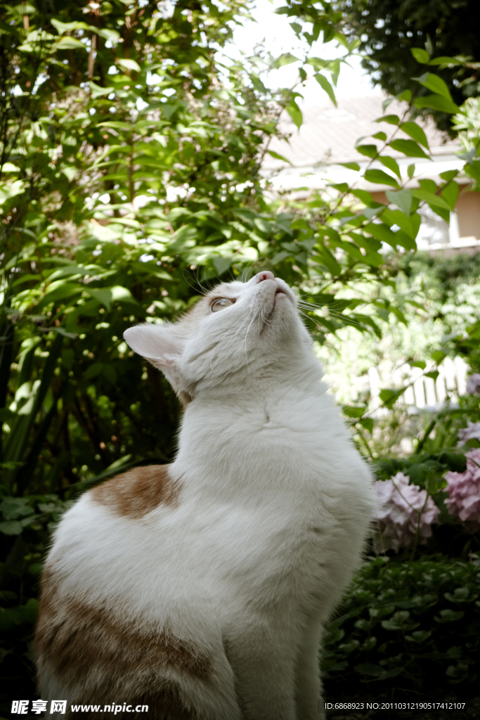 猫咪