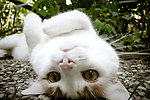 猫咪