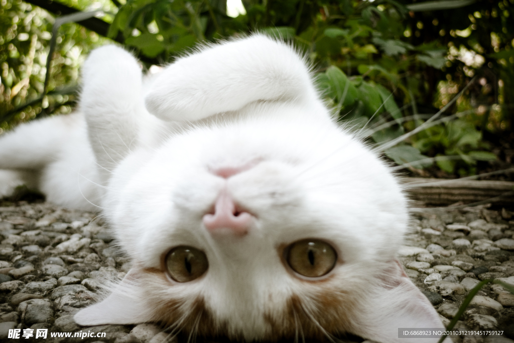 猫咪