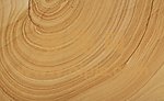 砂岩 木纹