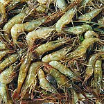 河虾
