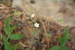 一朵野花