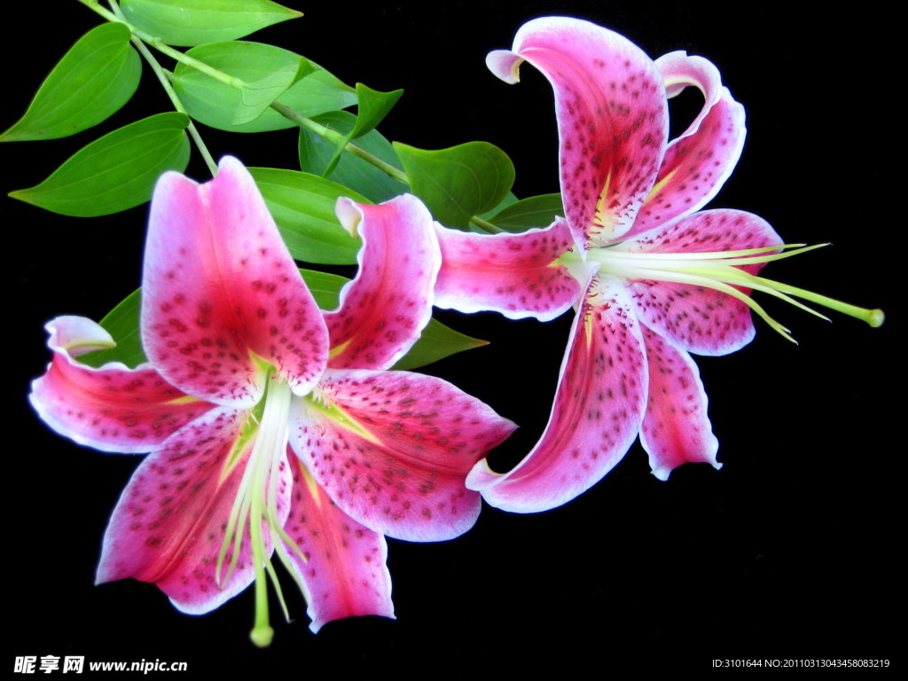 红百合花