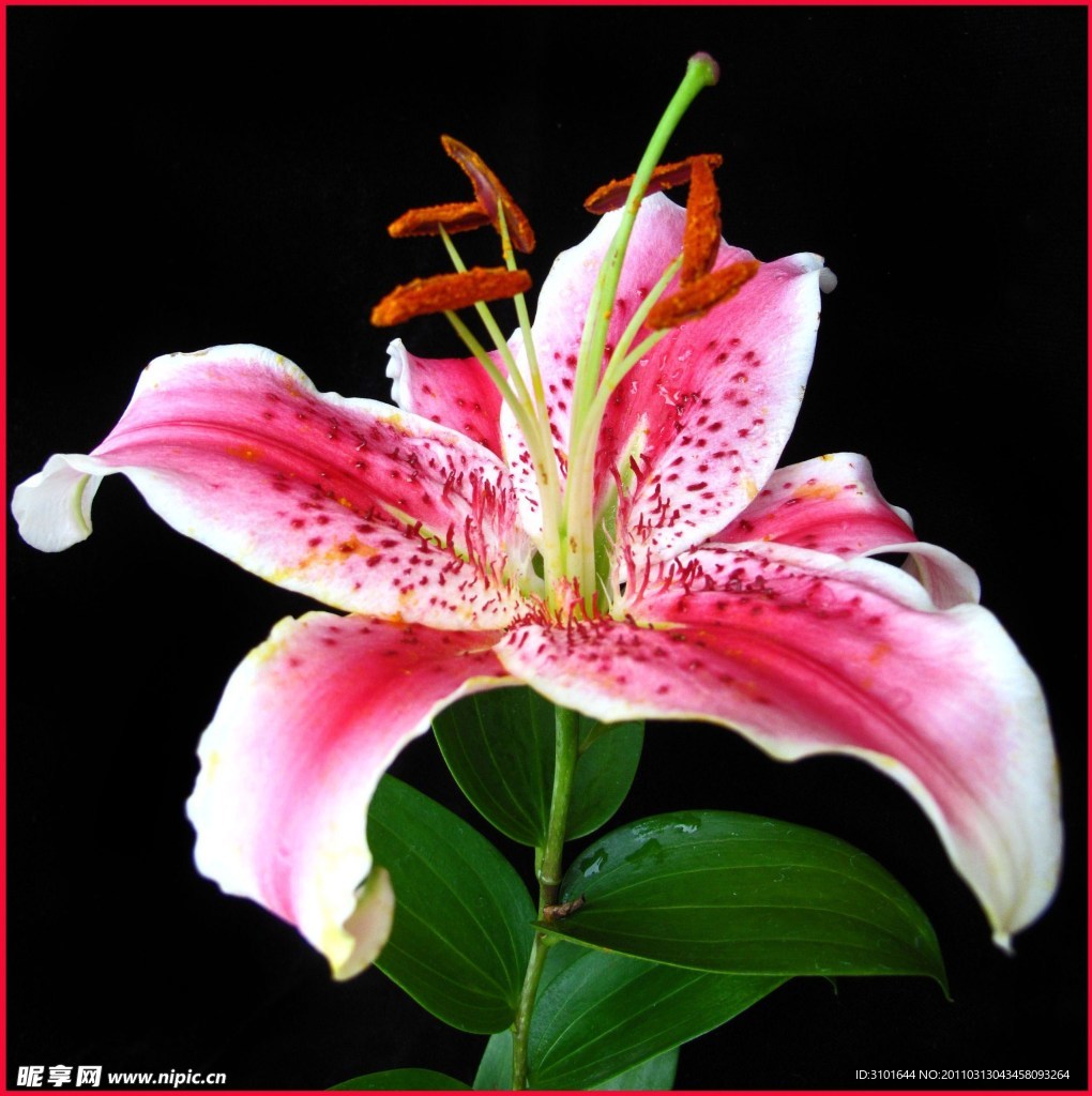 红百合花