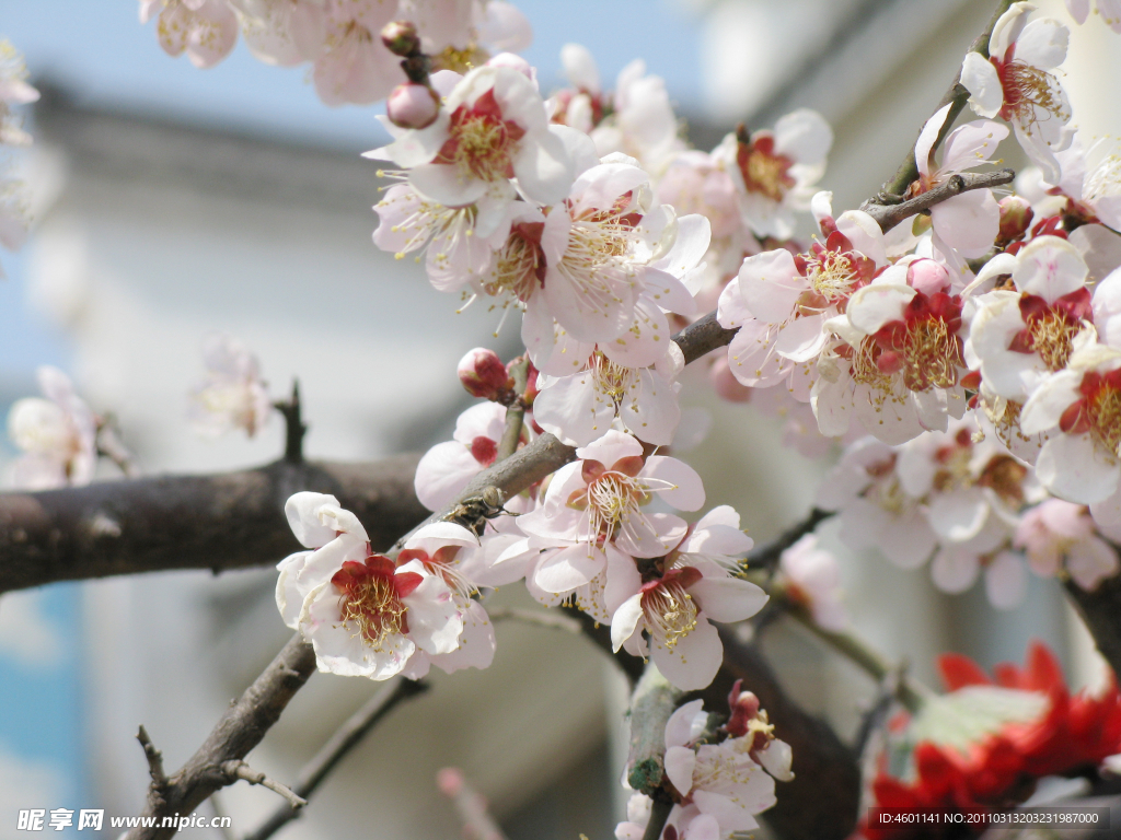 桃花