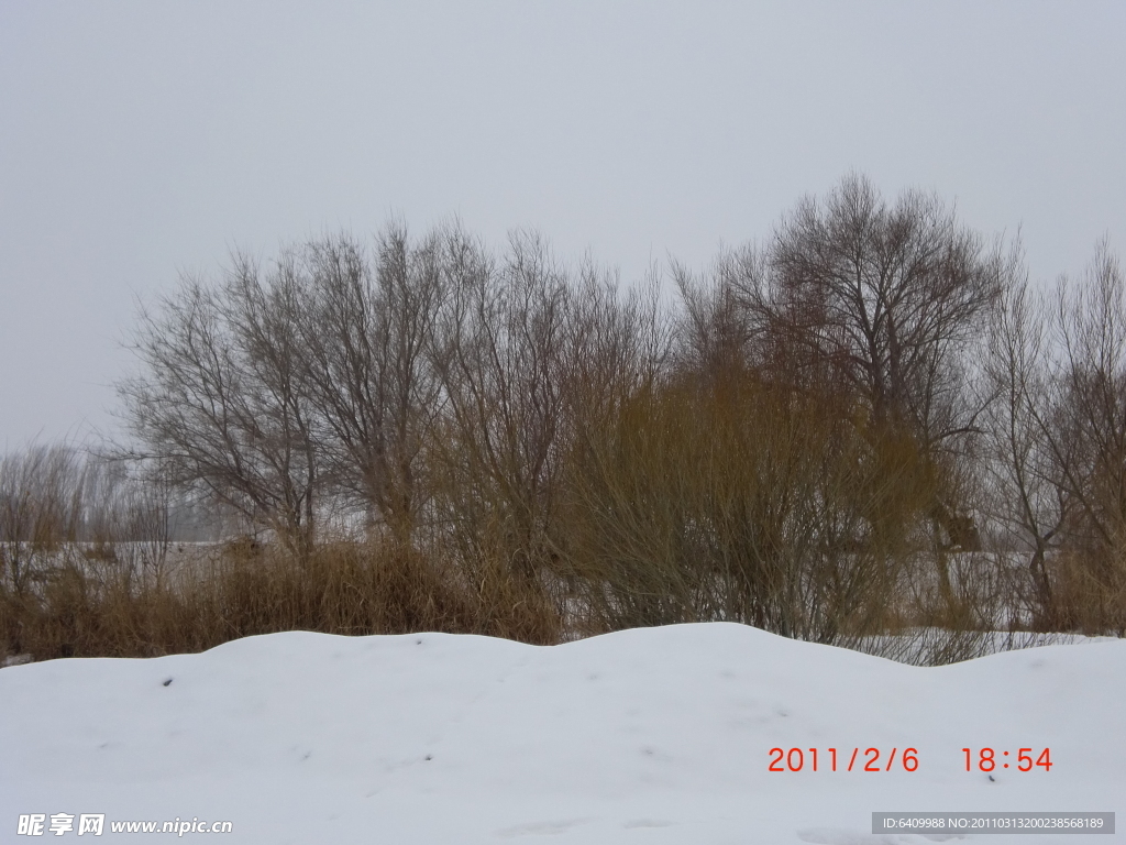 雪地的树