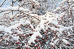 雪中点点红
