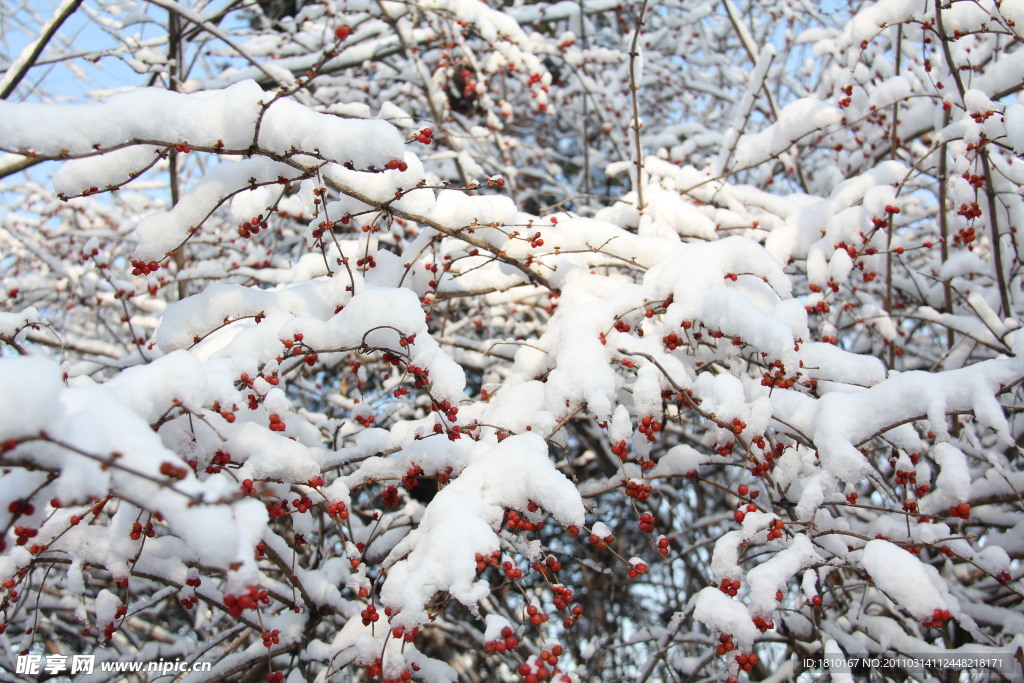 雪中点点红