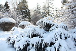 公园的雪