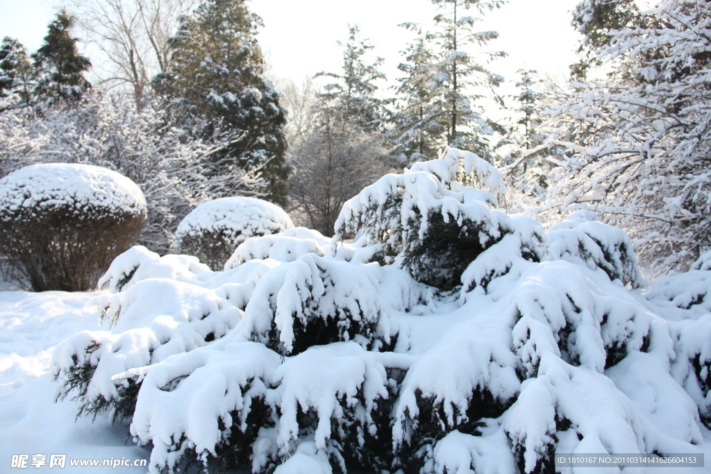 公园的雪