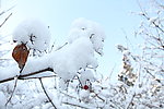 雪中一点红