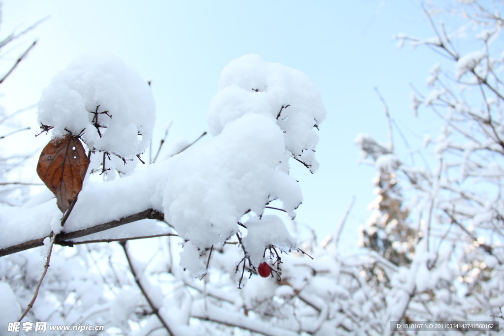 雪中一点红