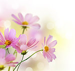 清新淡雅菊花