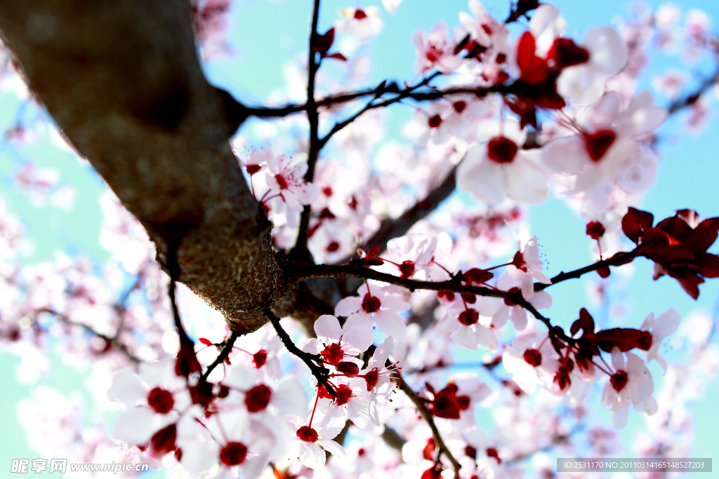 桃花