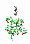 山楂村之恋