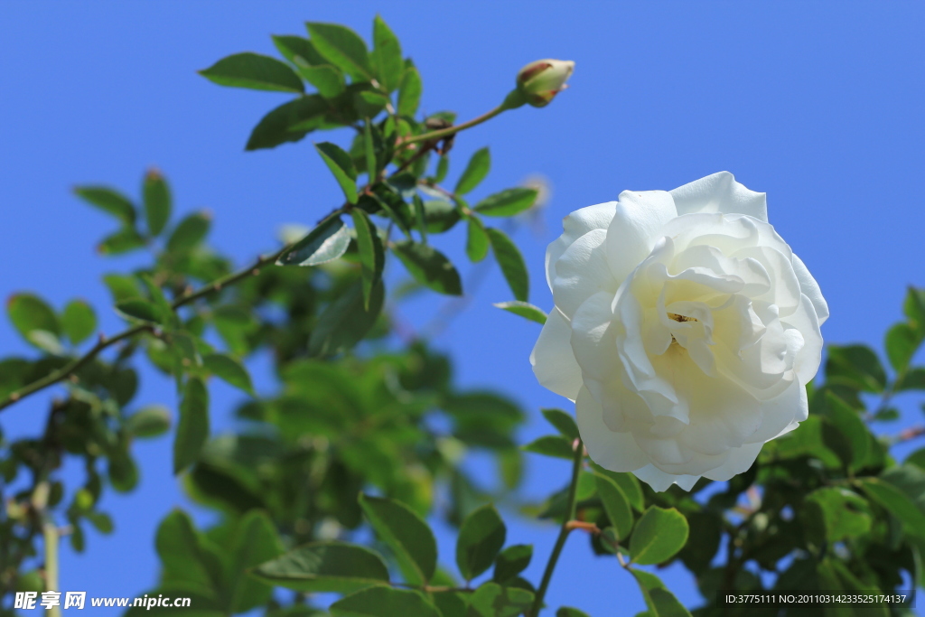 茉莉花