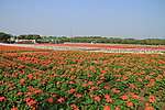 花海