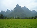 稻田
