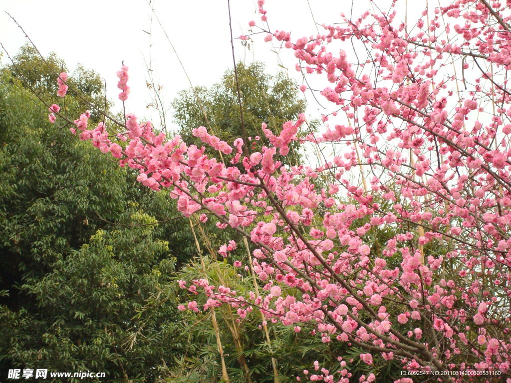 桃花红