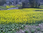 油菜花