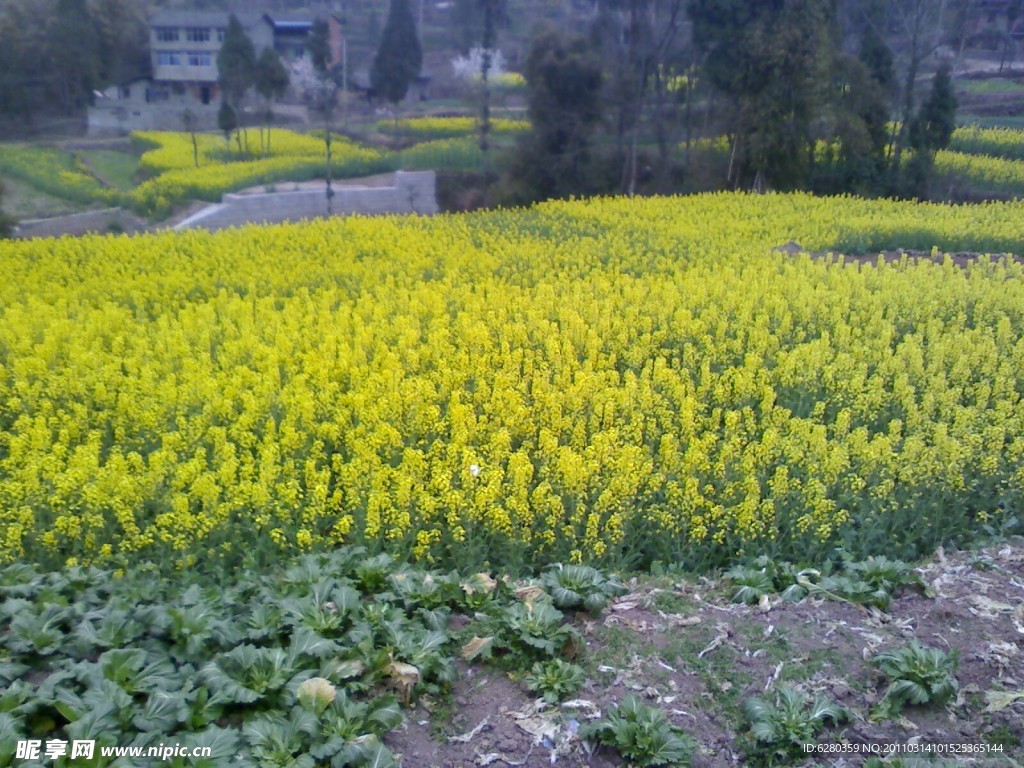 油菜花