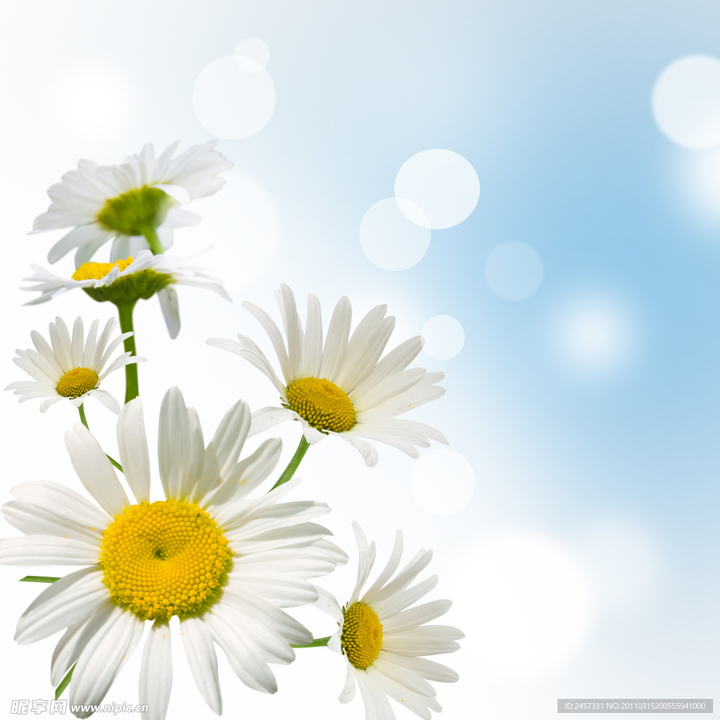 高清菊花