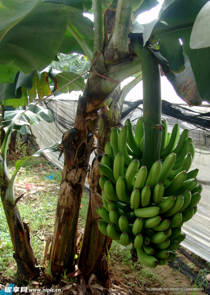 香蕉树