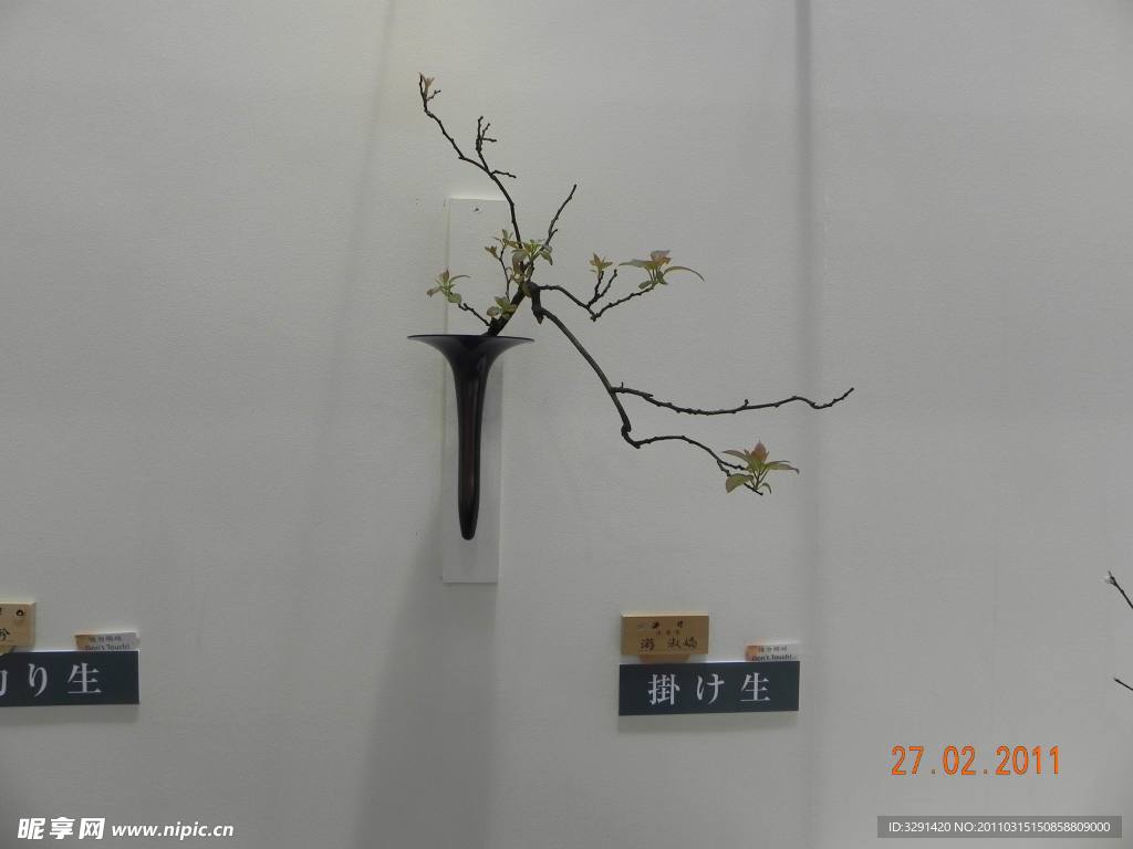 盆景