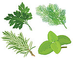 绿色草药矢量素材