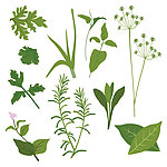 绿色草药矢量素材