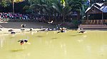 孔雀放飞