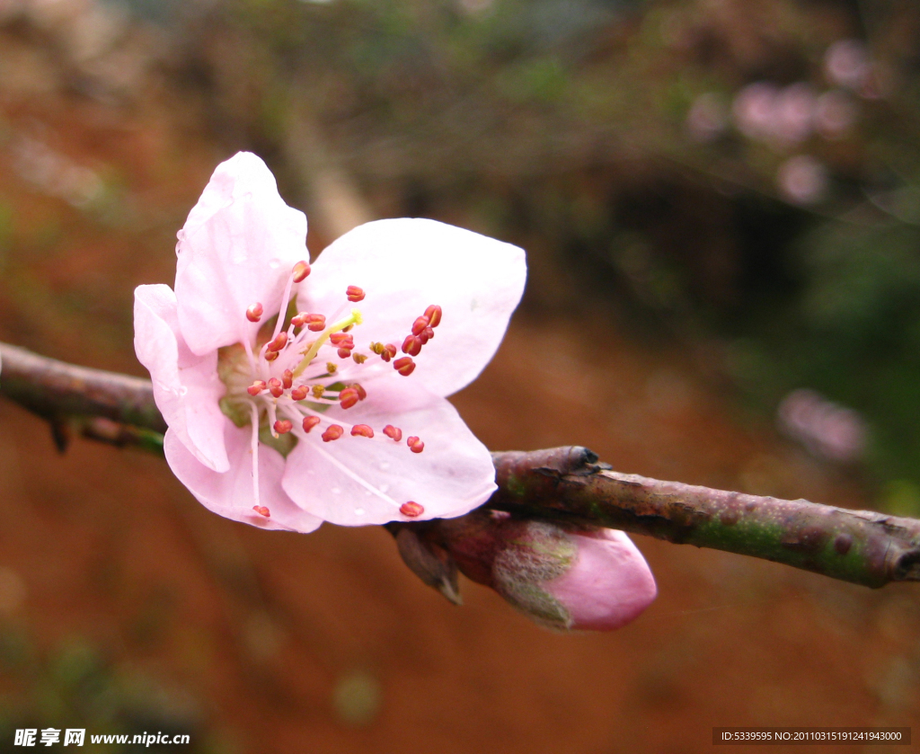 鲜花