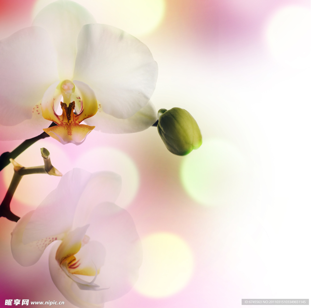 兰花