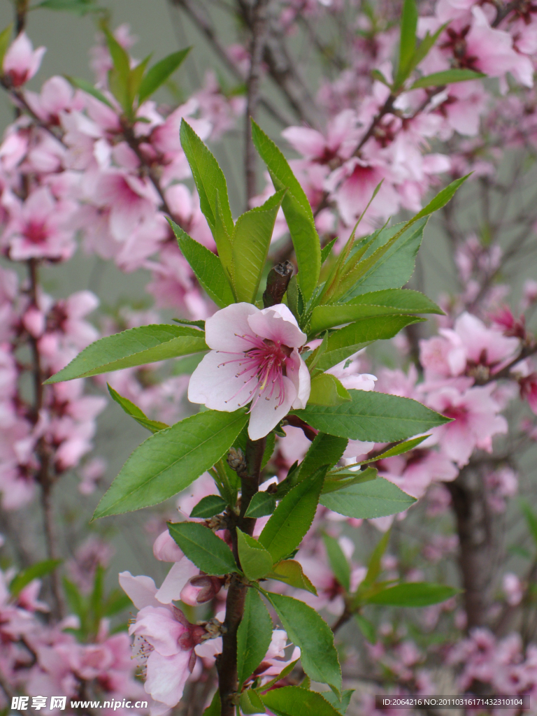 桃花