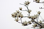 白玉兰